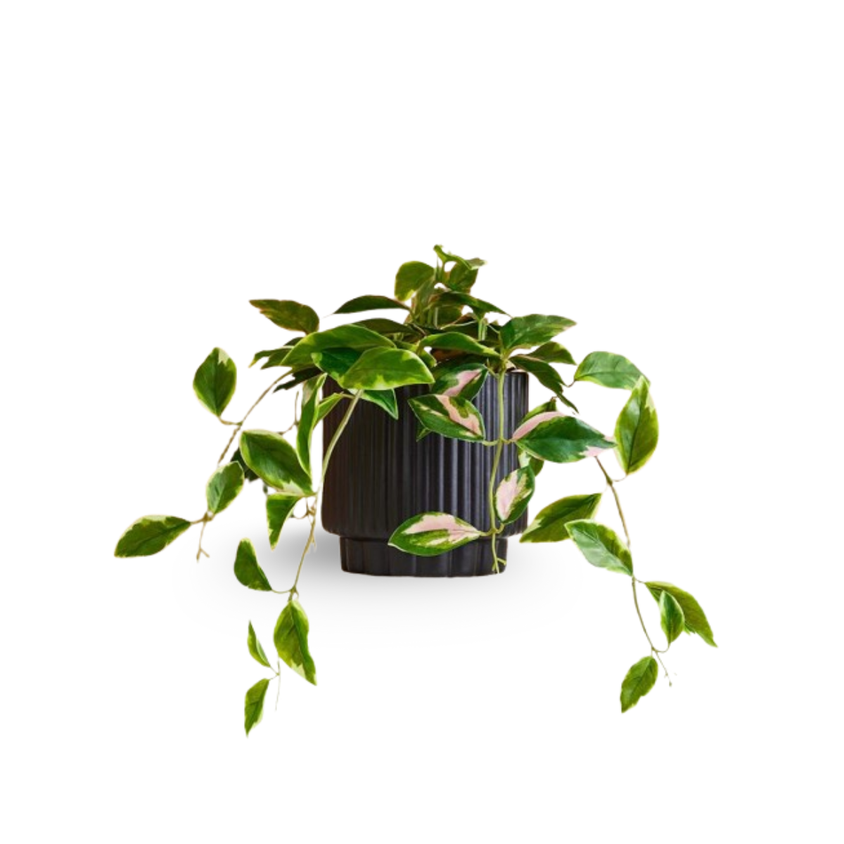 Faux Potted Hoya Plant