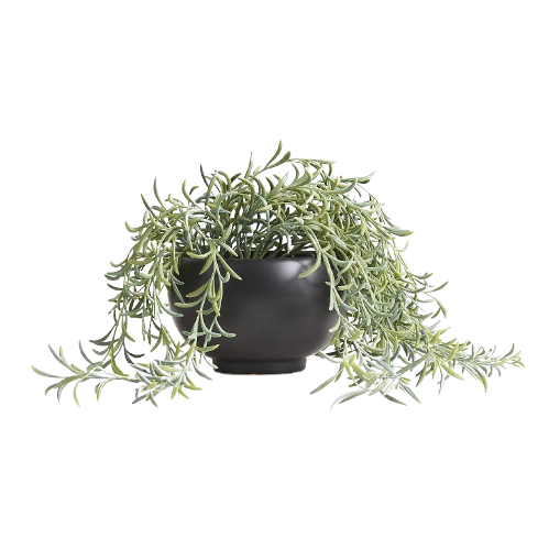 Potted Faux Green String of Fishhooks in Black Pot