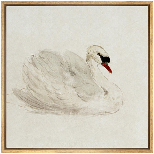 SIGNFORD Framed Canvas Print Wall Art Elegant Swan in Repose Vintage Watercolor Classic Nature Wilderness Illustrations Rustic Zen Colorful for Living Room, Bedroom, Office - 24"x24" Natural