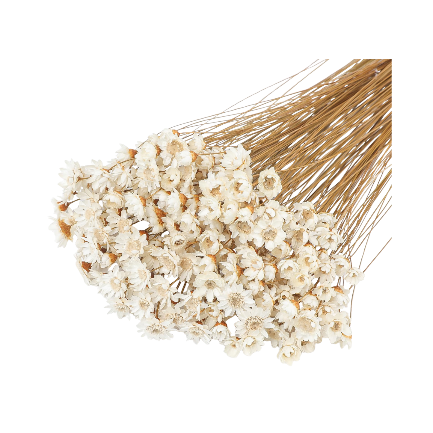 320 Stems Dried Flowers Brazilian Small Star Daisy Decorative Dried Flowers Mini Daisy Chamomile Bouquet for DIY Vase Wedding Wreath Card Making Table Gift Home Decor (White)