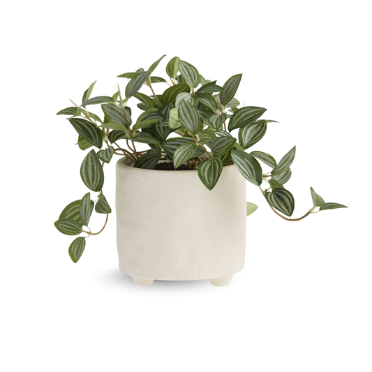 Faux Eyebrow Leaf Plant In White Footed Pot