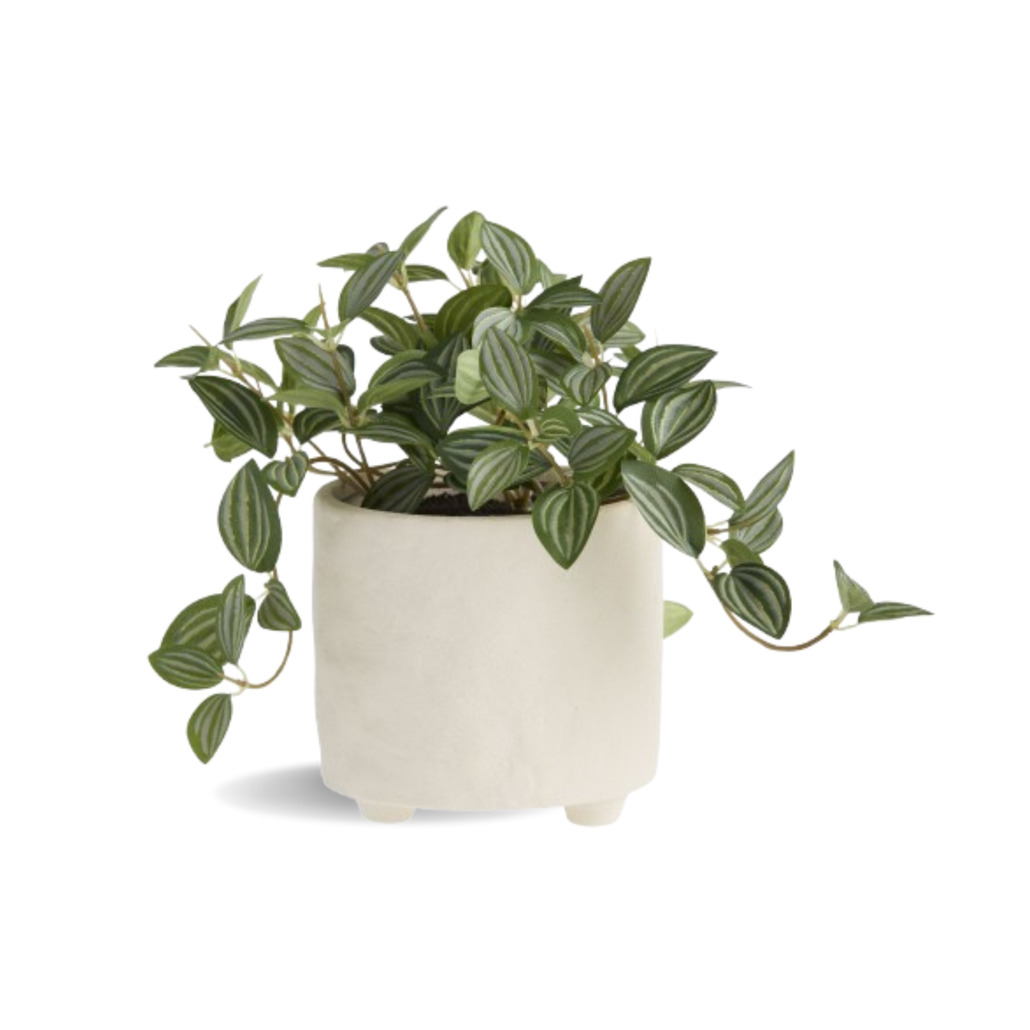 Faux Eyebrow Leaf Plant In White Footed Pot