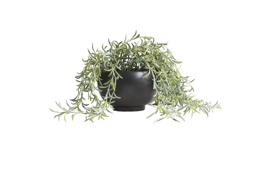 Potted Faux Green String of Fishhooks in Black Pot