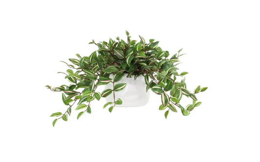 Karas Faux Tradescantia Plant in Ceramic Vase