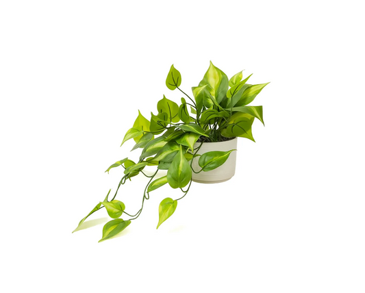 Kurrajong Farmhouse Fake pothos Plant | Fake Plant for Shelf Decor | Artificial Trailing Ivy Plant with 5" Wide Ceramic Pot | Light Green Faux pothos | Feaux Pothos