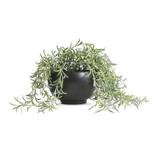 Potted Faux Green String of Fishhooks in Black Pot
